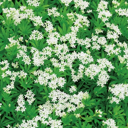 Picture of Asperlua odorata / Sweet Woodruff (Galium odorata)